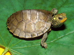 Пазлы онлайн. Картинка №641: Карликовая черепаха
 Размер картинки: 640х480
