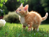 Пазлы онлайн. Пазл №21: Рыжий котенок