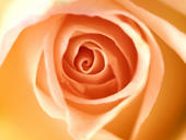 Пазлы онлайн. Пазл №242: Кремовая роза