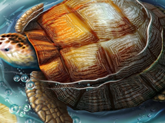 Собрать пазл онлайн. Картинка №297: Морская черепаха
