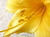 Пазлы онлайн. Пазл №302: Желтый цветок