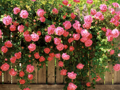 Пазлы онлайн. Картинка №467: Розовые розы
 Размер картинки: 640х480

