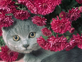 Пазлы онлайн. Пазл №487: Цветочный кот