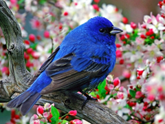 Пазлы онлайн. Картинка №549: Синяя птица
 Размер картинки: 640х480
