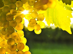 Пазлы онлайн. Картинка №761: Солнечный виноград
 Размер картинки: 640х480
